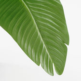 Kunstplant Mica Bananen boom in pot - afbeelding 4