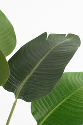 Kunstplant Mica Bananen boom in pot - afbeelding 3