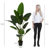 Kunstplant Mica Bananen boom in pot - afbeelding 6