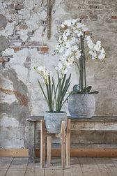 Kunstplant Mica Phalaenopsis orchidee wit - afbeelding 5